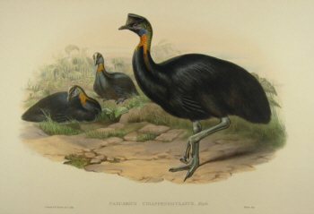 John Gould's Birds of Australia